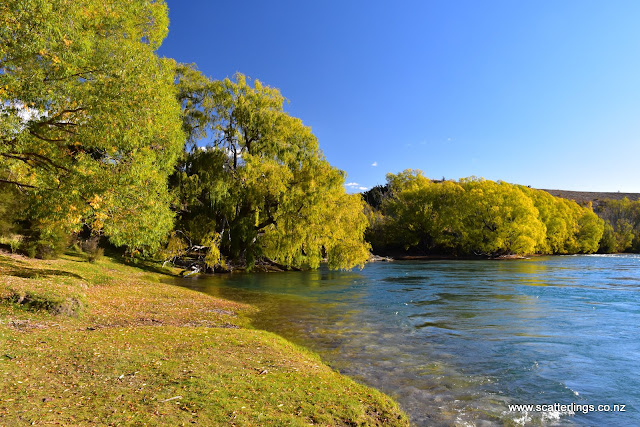 Clutha River in autumn