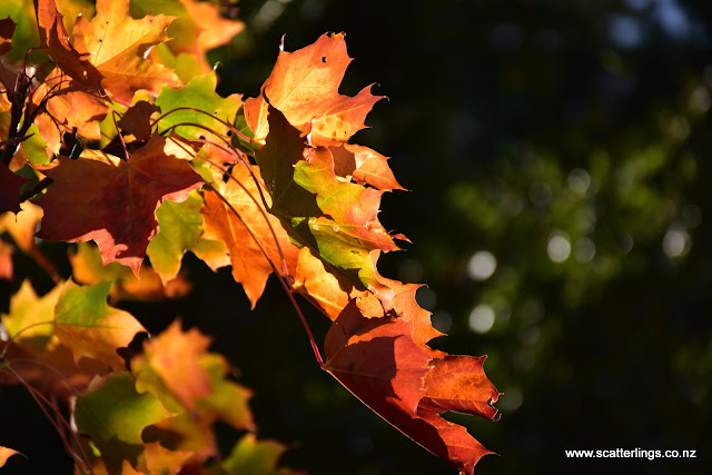 Norwegian Maple in autumn colours