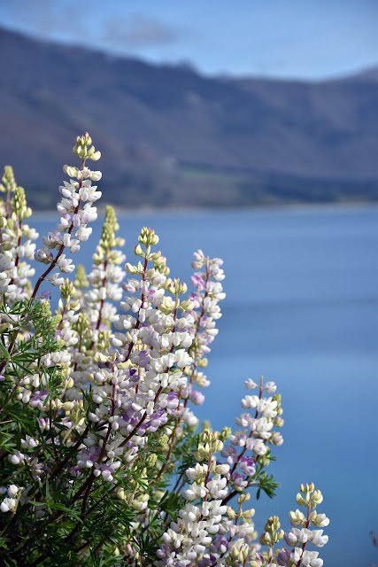 Lupins, Lake Hawea