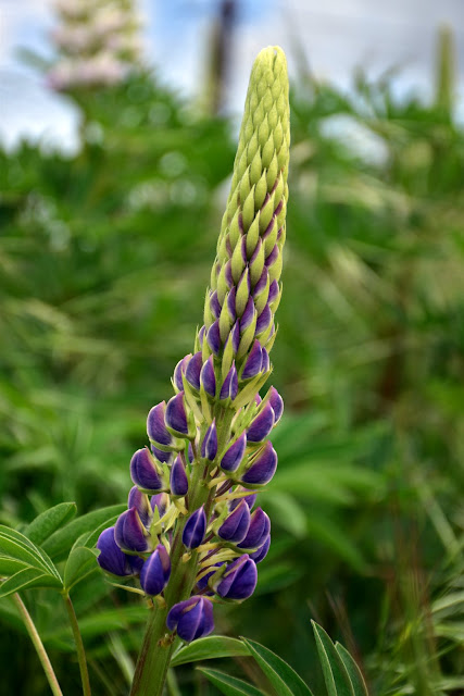 Lupin, Lake Hawea