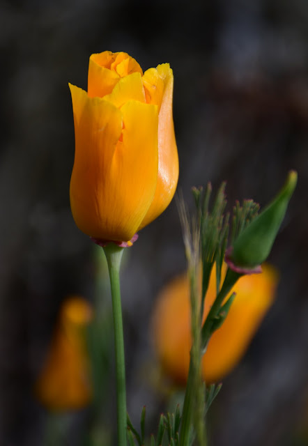 Calafornian Poppies, Clutha River