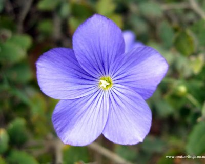 five weeks in Spain - part 2 - flowers