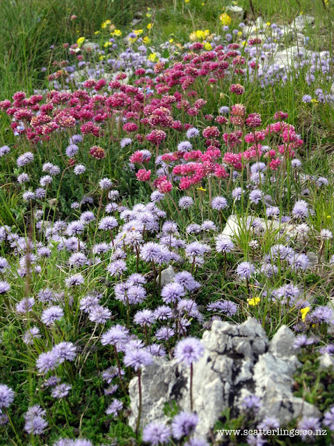 Spanish alpine flowers, Castello Mayor, Pyrenees