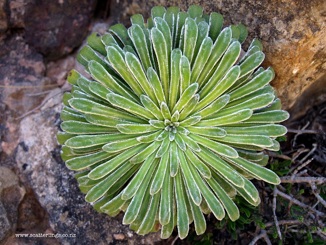 This plant eventually gets large and leggy, but it's leaves are so perfectly sculptural when small.