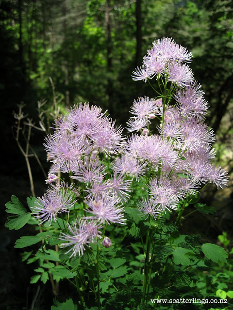 Who doesn't love fluffy pink flowers?