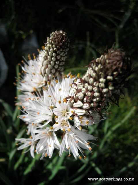 Lilies? Sometimes there would be so many of these in one spot it would make walking a bit stressful ;-)