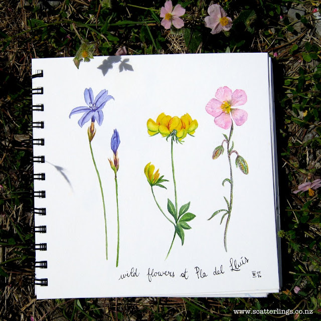 Alpine flowers near Ager, Catalunya