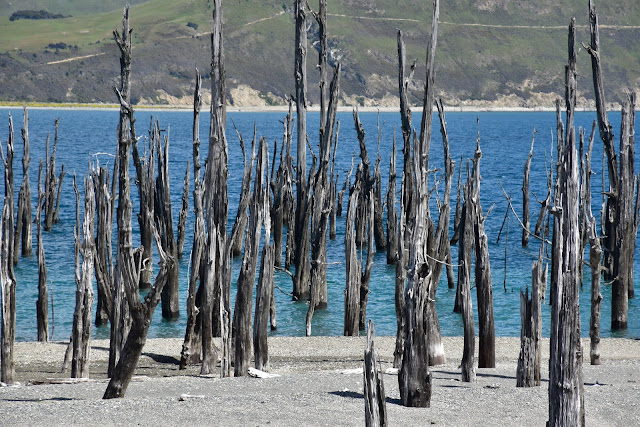 Flooded forest - lines and colour