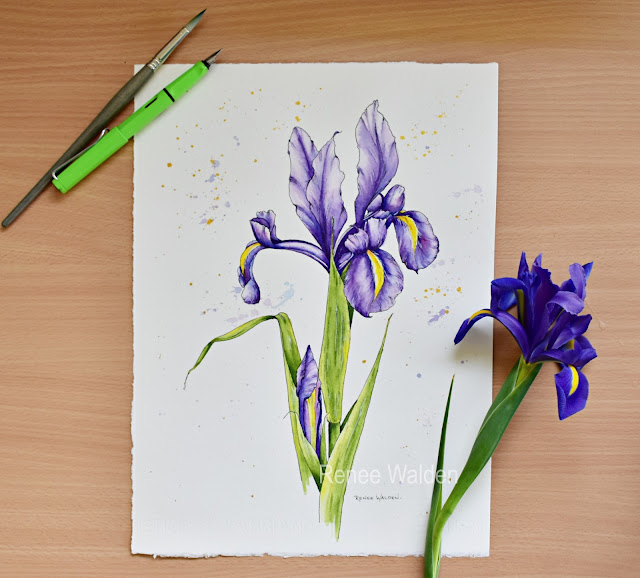 painting an iris in watercolour - step by step