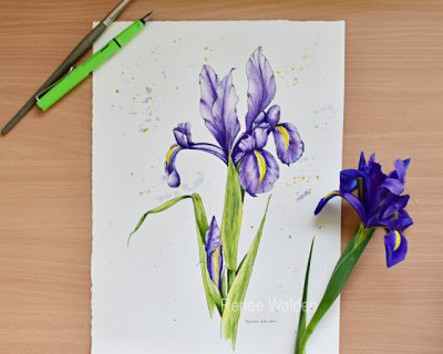 painting an iris in watercolour - step by step