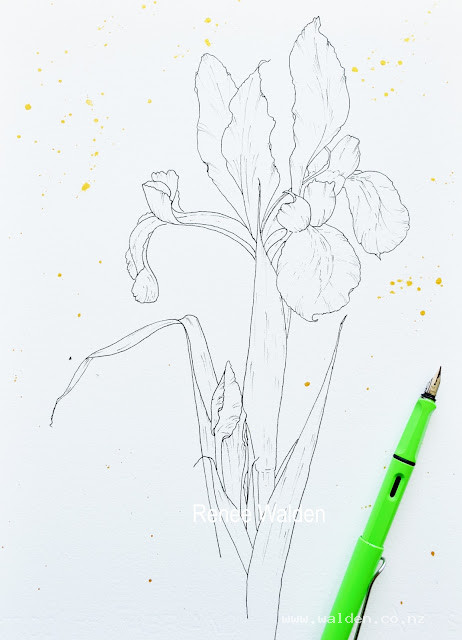 Pen and ink drawing of Dutch Iris