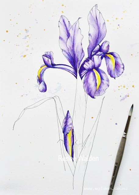 Dutch Iris flower and bud complete