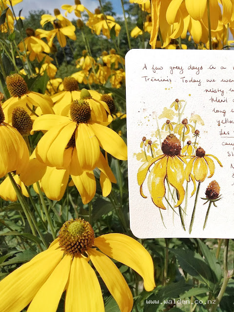 Sketch of some cone flowers. The bush was taller than me!