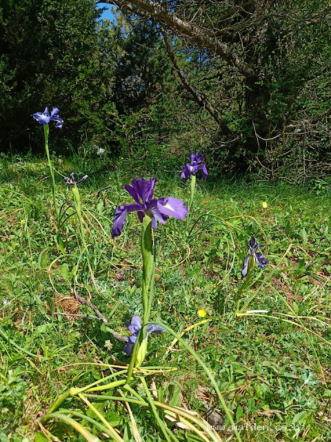 Mountain irises