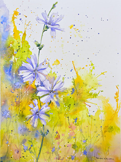 Chicory in watercolour