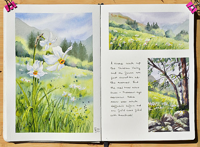 a field of white daffodils