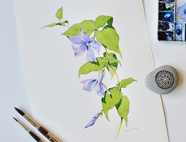 new online watercolour painting lesson - periwinkles