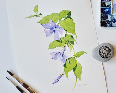 new online watercolour painting lesson - periwinkles
