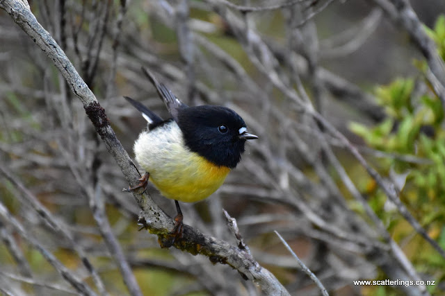 New Zealand Tomtit