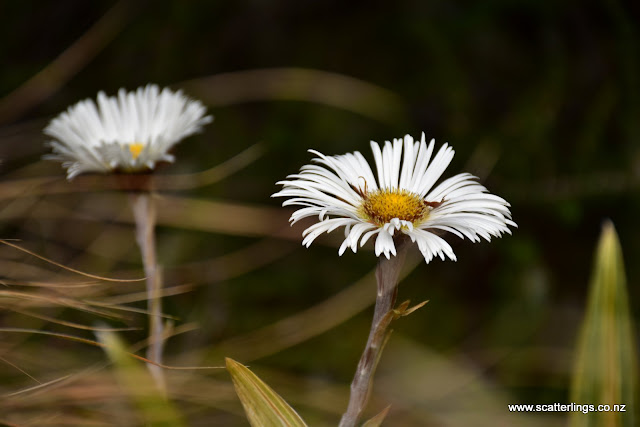Alpine Daisy, Fiordland National Park