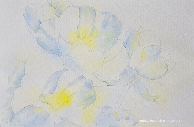 Painting white flowers in watercolour - second wash