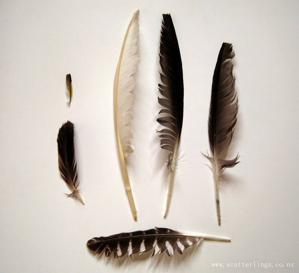 a thing with feathers