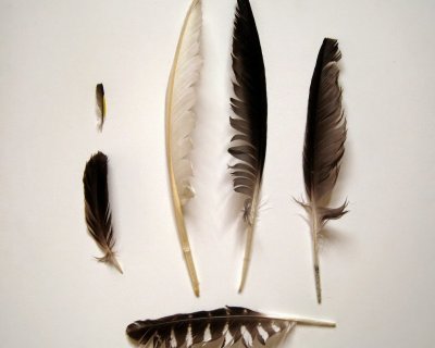 a thing with feathers