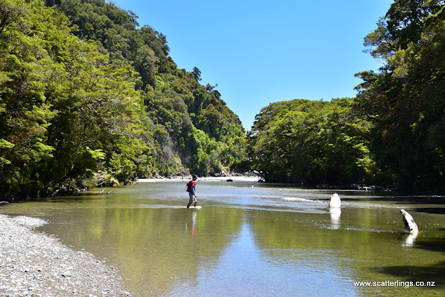 Westland National Park, New Zealand