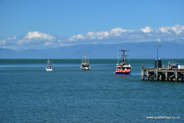 Westland National Park, New Zealand