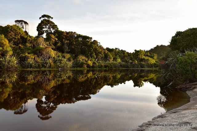 Reflections, Westland National Park, New Zealand