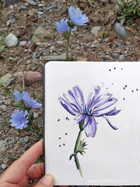 Chicory - growing everywhere at the moment. Such a tough little flower.