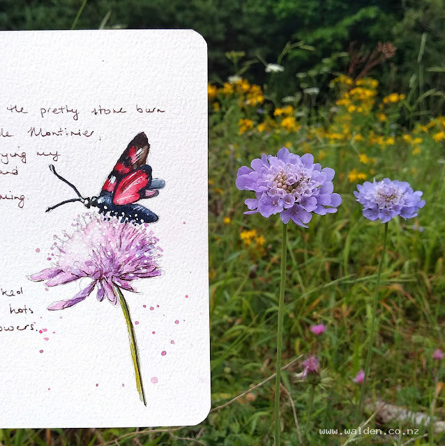 Small scabious with five-spot burnet (a day time moth)