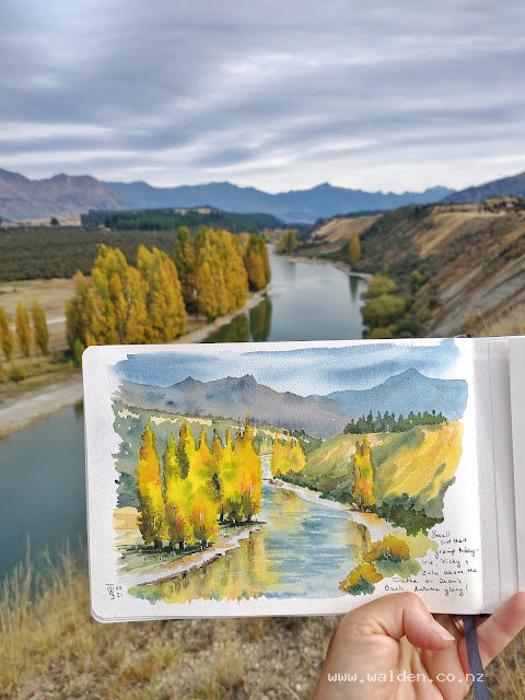 Autumn poplars along the Clutha River, Albert Town