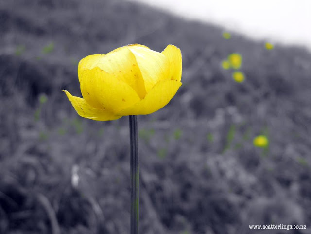 Alpine buttercup, France