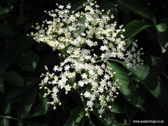 Elderflower, France