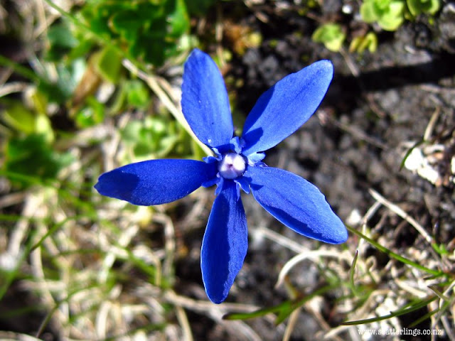 Pretty blue alpine flower, France