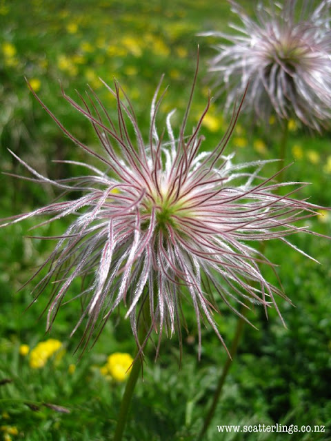Dr Seuss like flowers, alpine meadows France