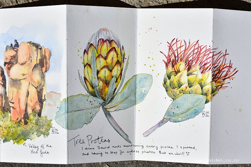 Watercolour sketches of proteas
