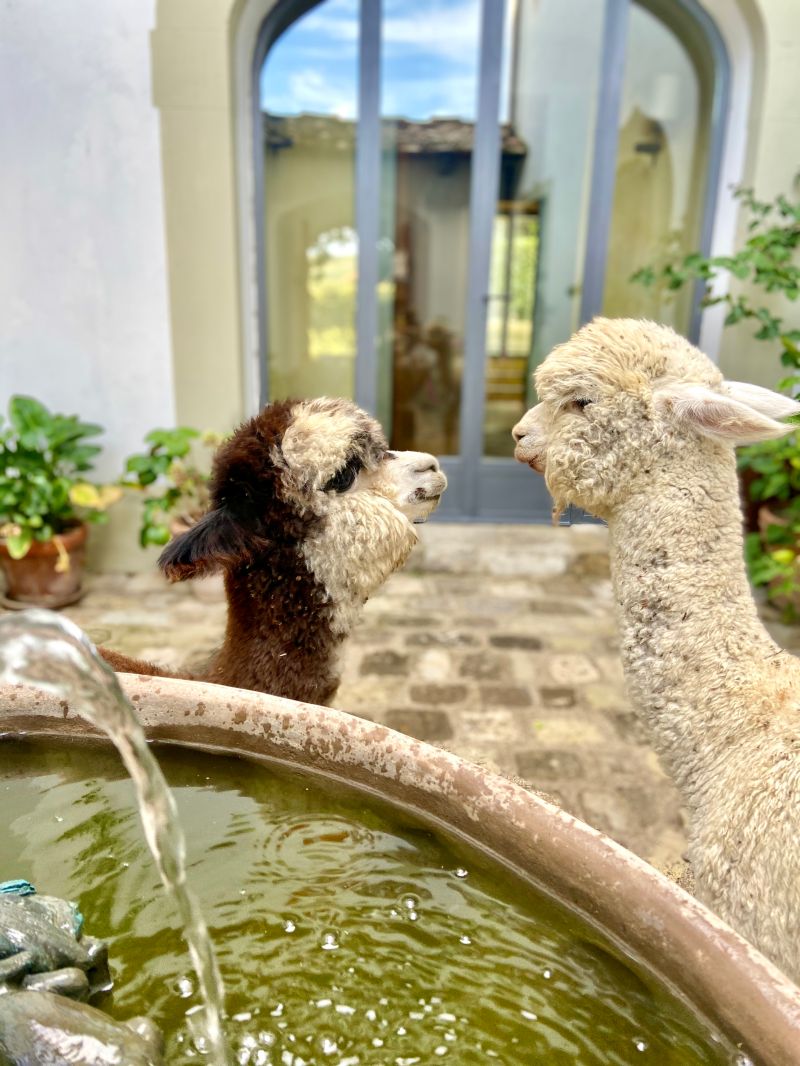 Alpacas on the Rignana Estate