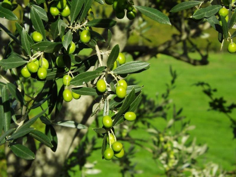 Olive groves