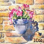 102. My surfinias