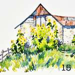 15. Giant sunflowers in front of an old barn