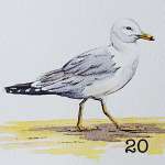 20. A seagull