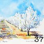 37. An almond blossom orchard