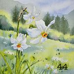 44. A field of white daffodils