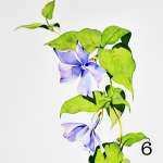 6. Periwinkles