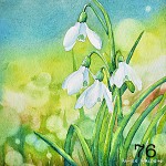 76. Snowdrops
