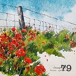 79. Red poppies