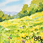 85. Summer field