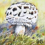 95. Parasol mushroom